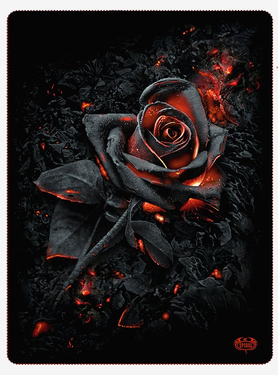 Красная роза на черном