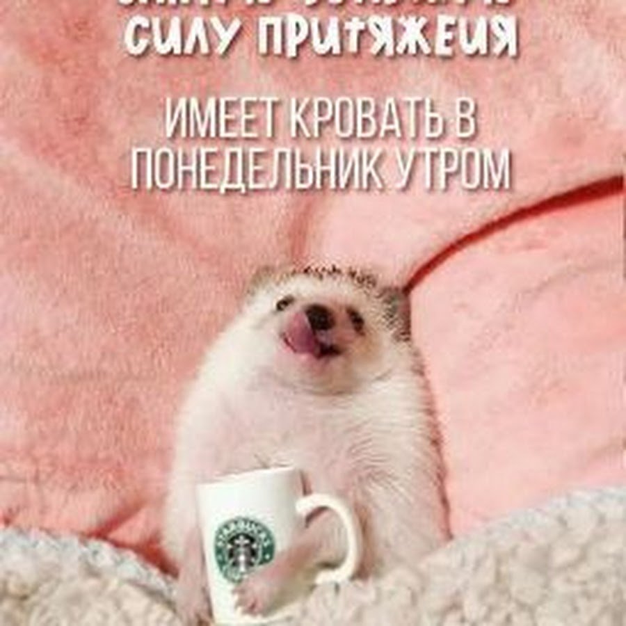 Открытки с добрым утром понедельника красивые