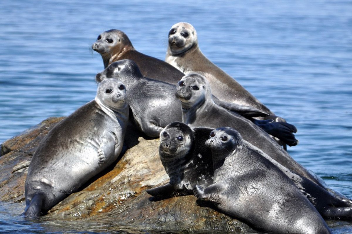 Байкальский тюлень Нерпа