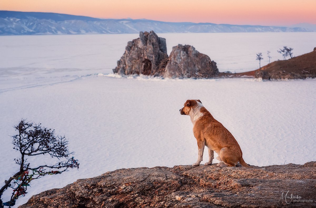 Животные острова Ольхон