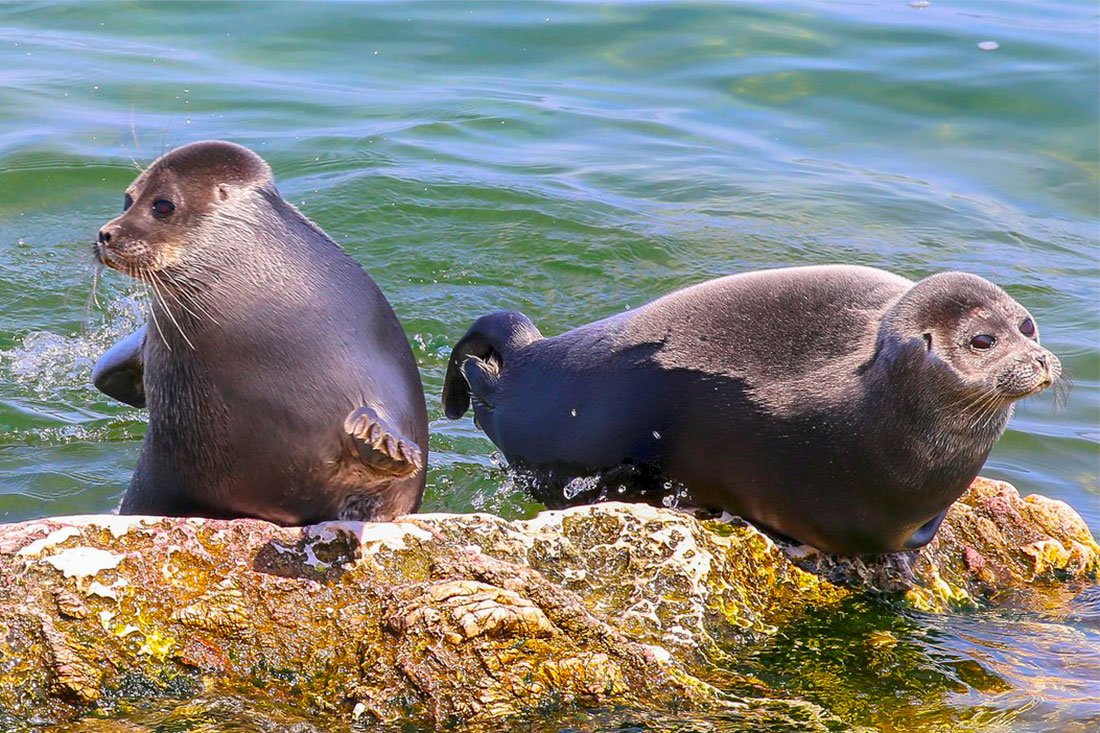 Тюлень Нерпа Байкал