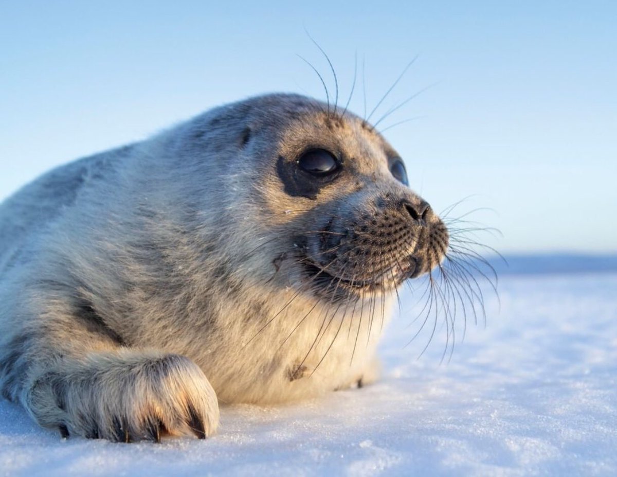 Кумуткан Нерпа Байкальская
