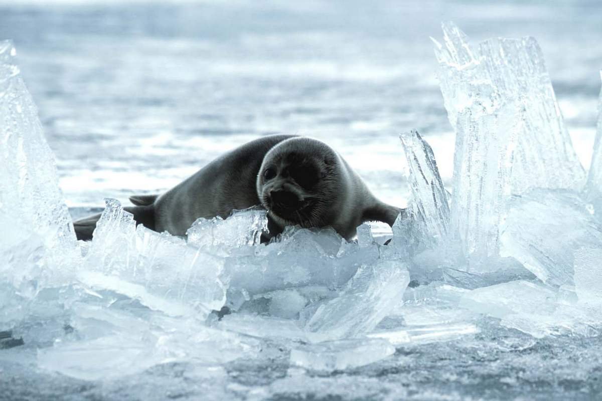 Озеро Байкал Нерпа