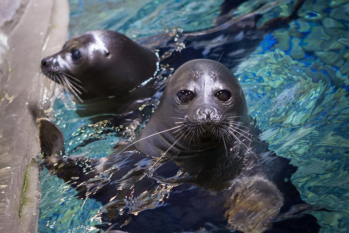 Байкал Нерпа