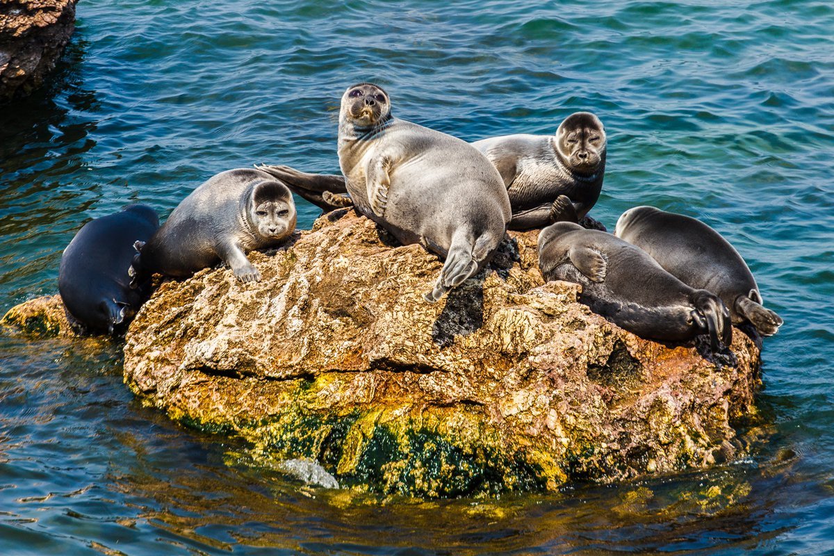 Байкальская кольчатая Нерпа