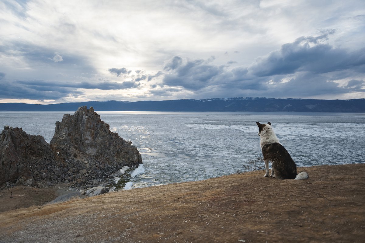 Ольхон нерпы