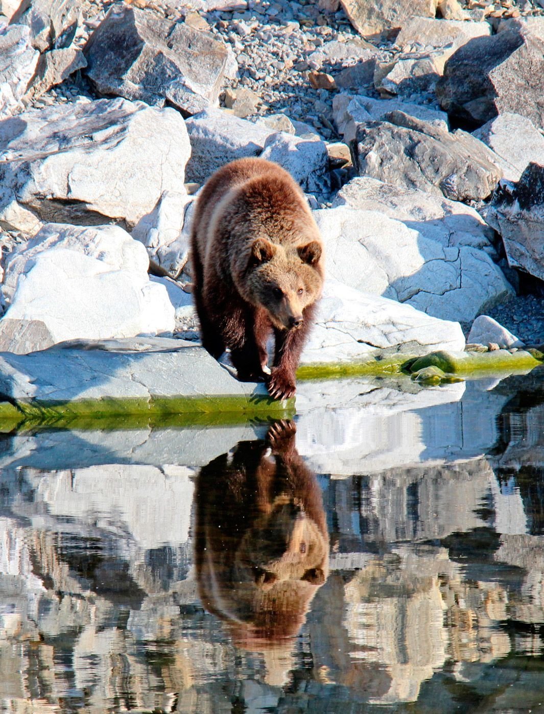 Байкало-Ленский заповедник бурый медведь