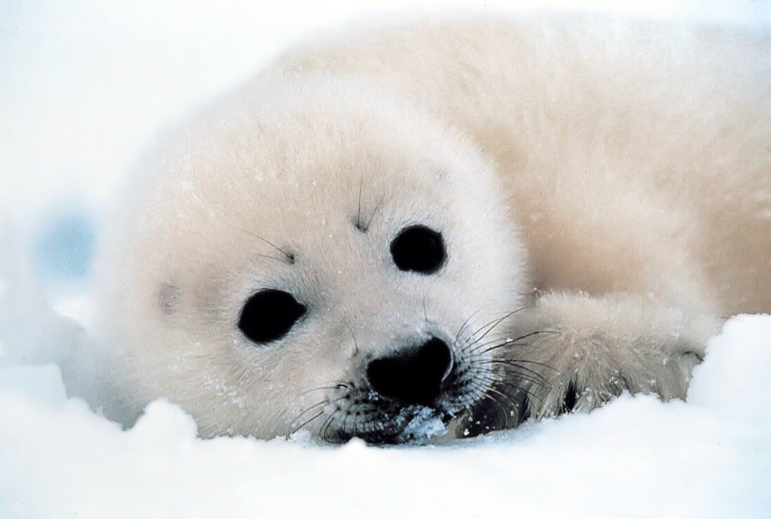 Бельки нерпы на Байкале