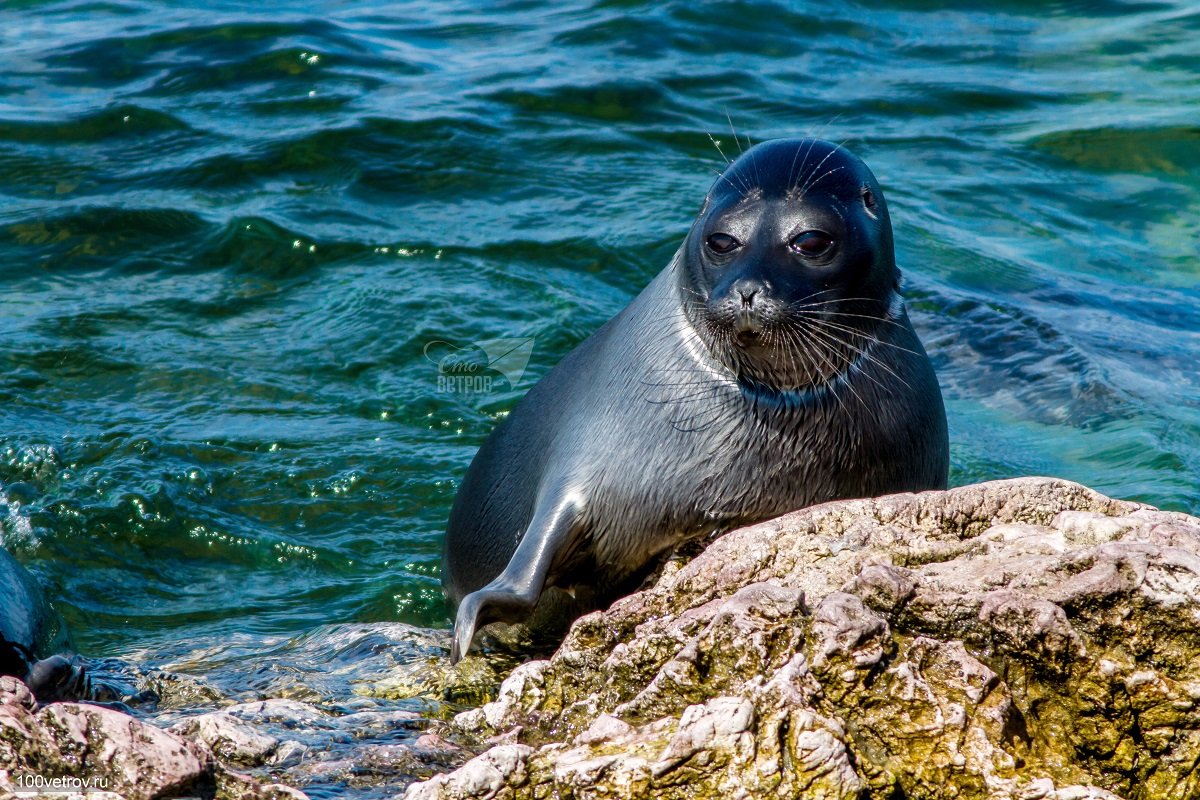 Байкал Нерпа
