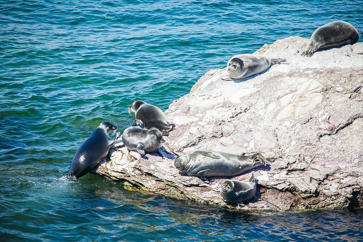 Байкальская Нерпа Ушканьи острова