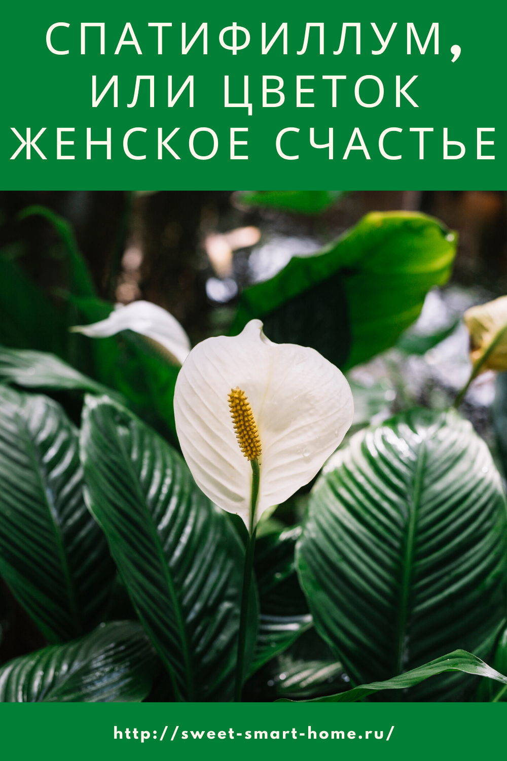 Прекрасные мгновения жизни