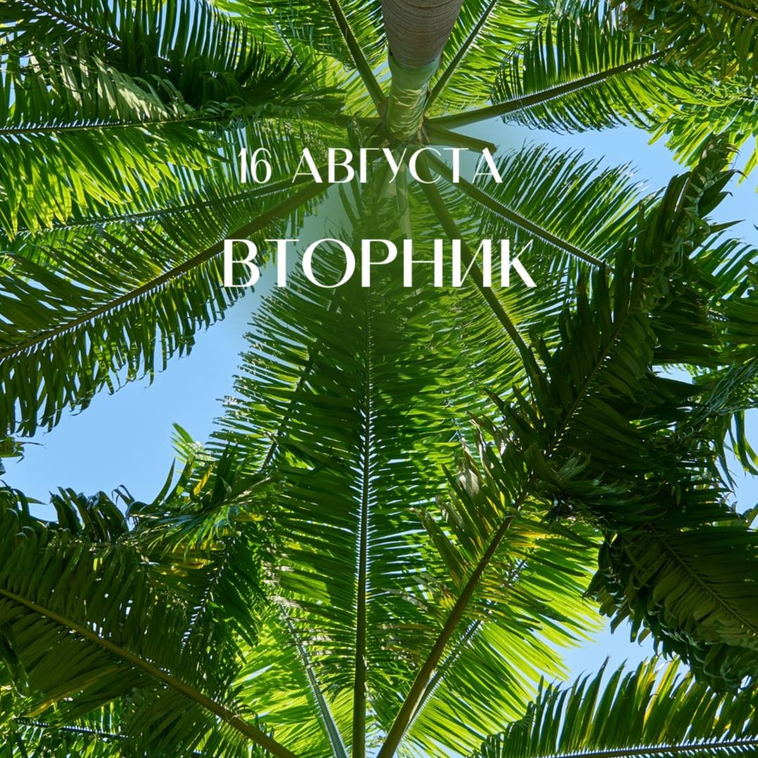 Утро в Сочи фото