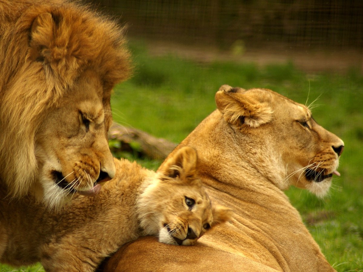 Обои на рабочий стол львы семья
