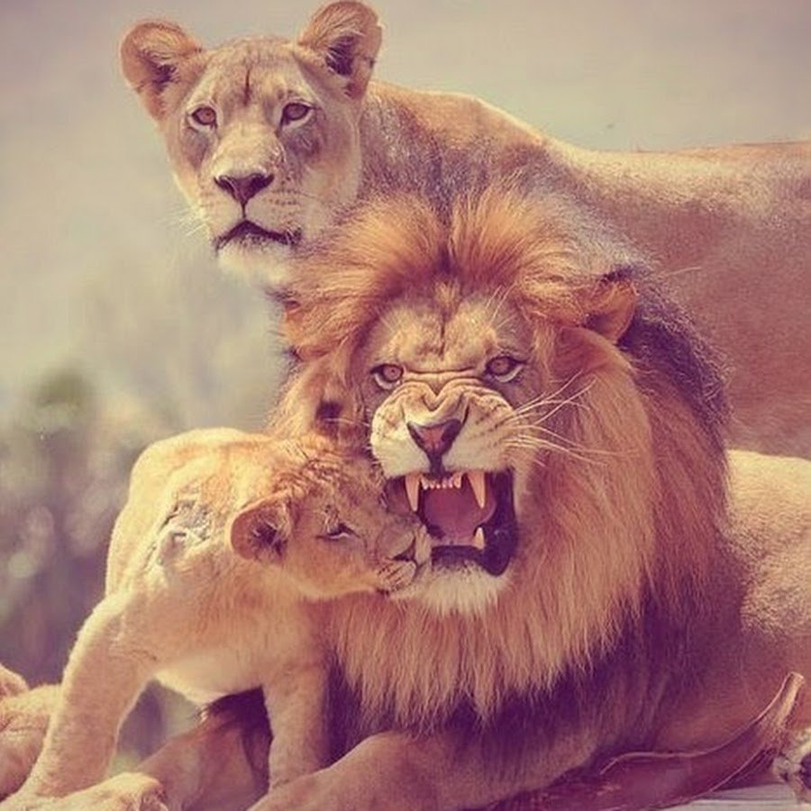 Лев и Львенок