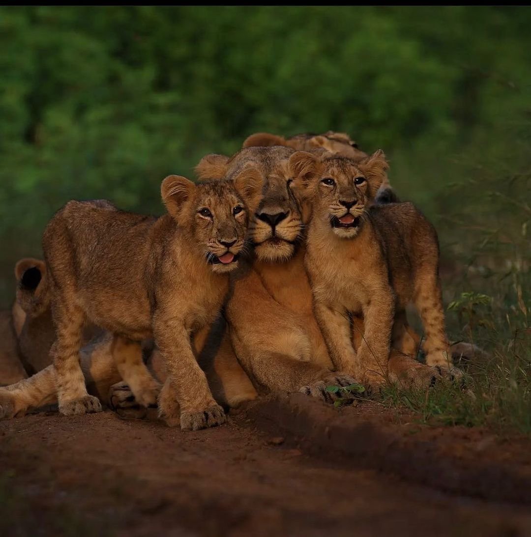 Цвет львенка в природе