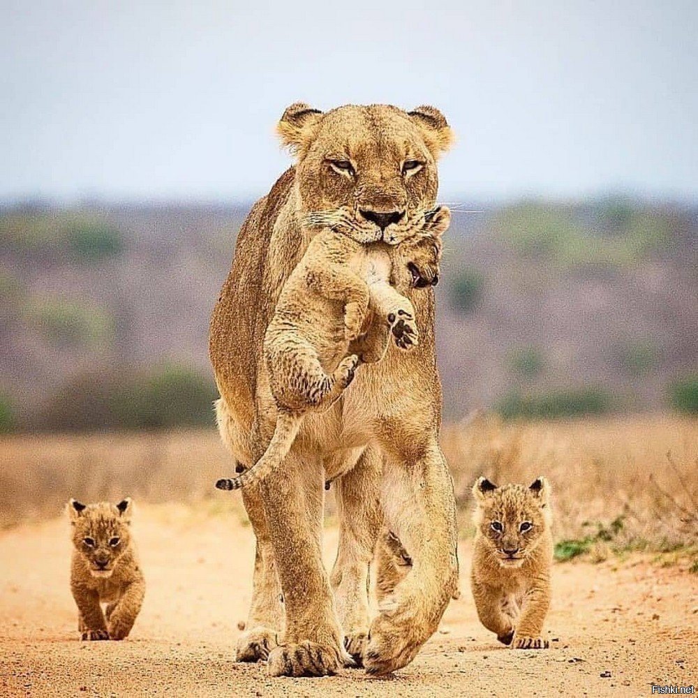 Прайд Львов