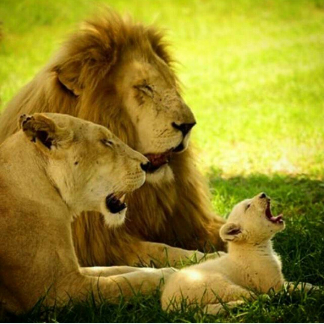 Львиная семья любовь