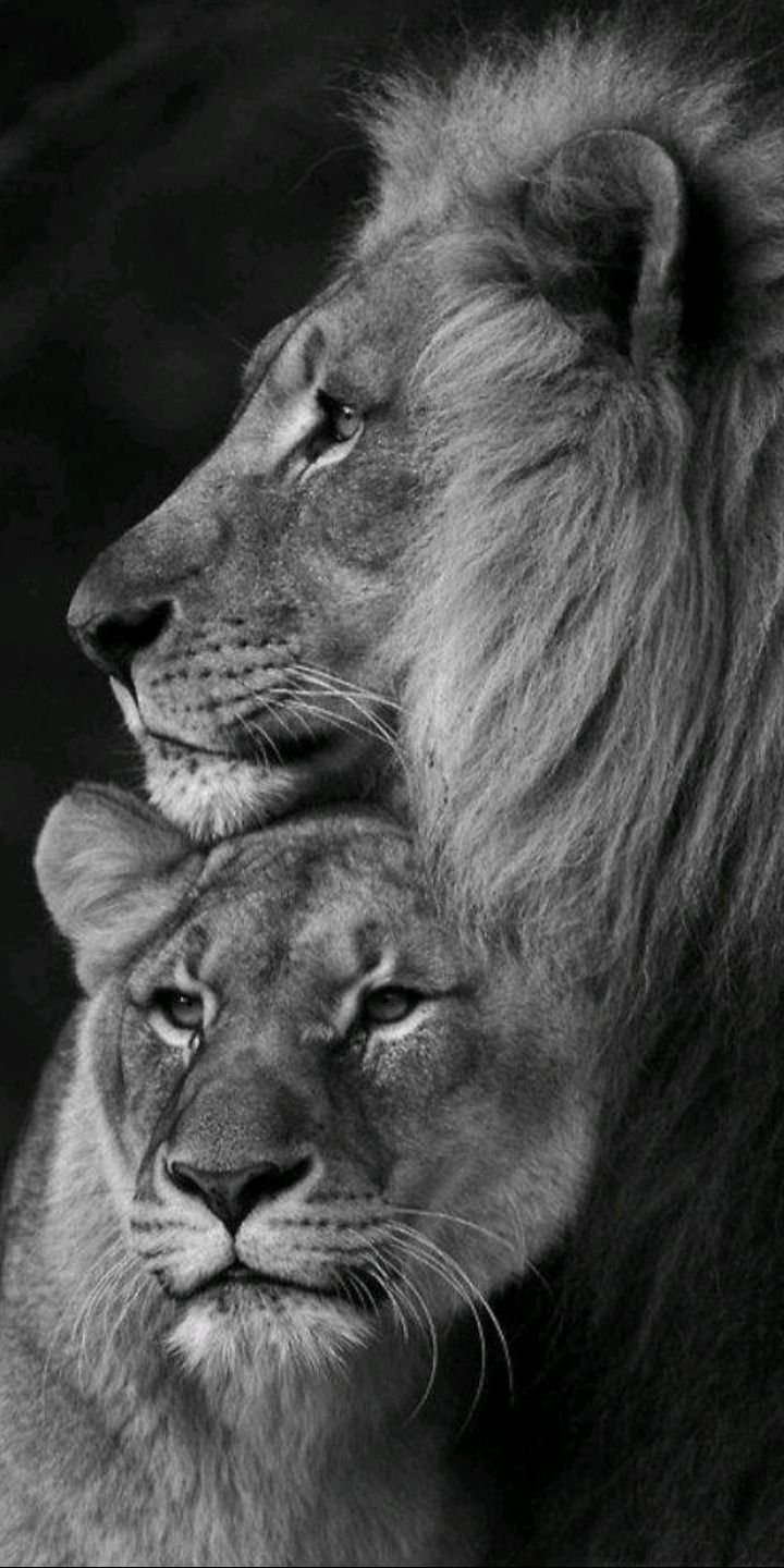 Лев и львица черно белое