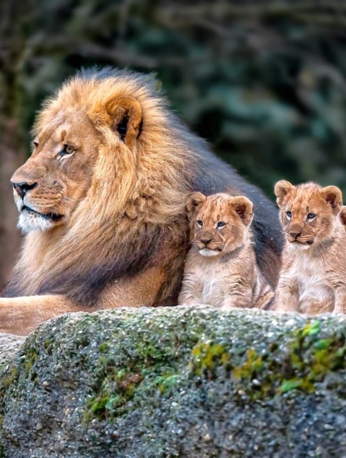Львиная семейка