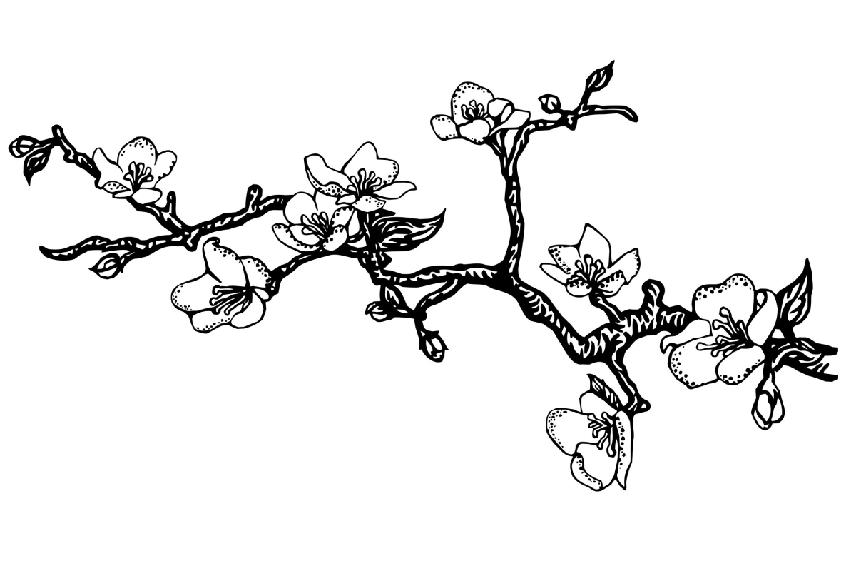 Ветка Сакуры сбоку листа