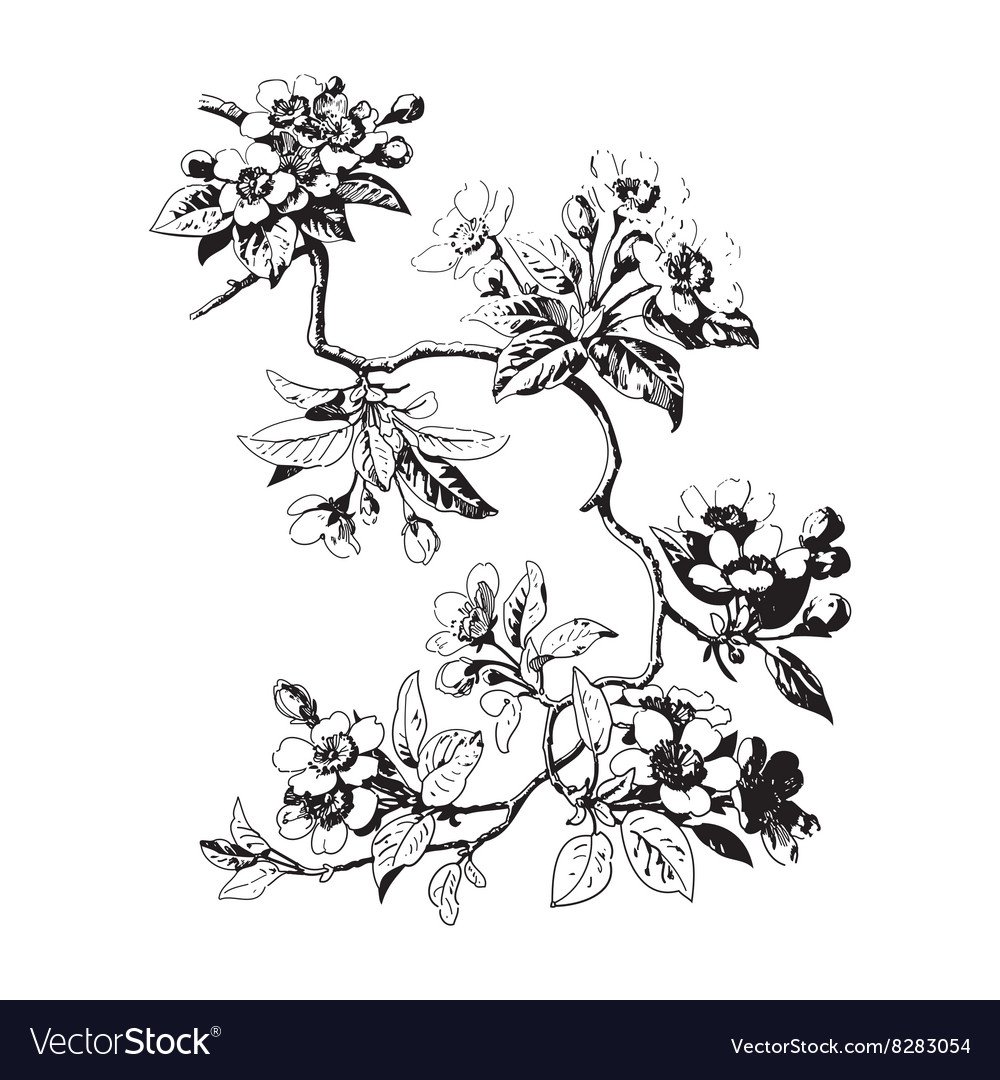 Сакура чертеж