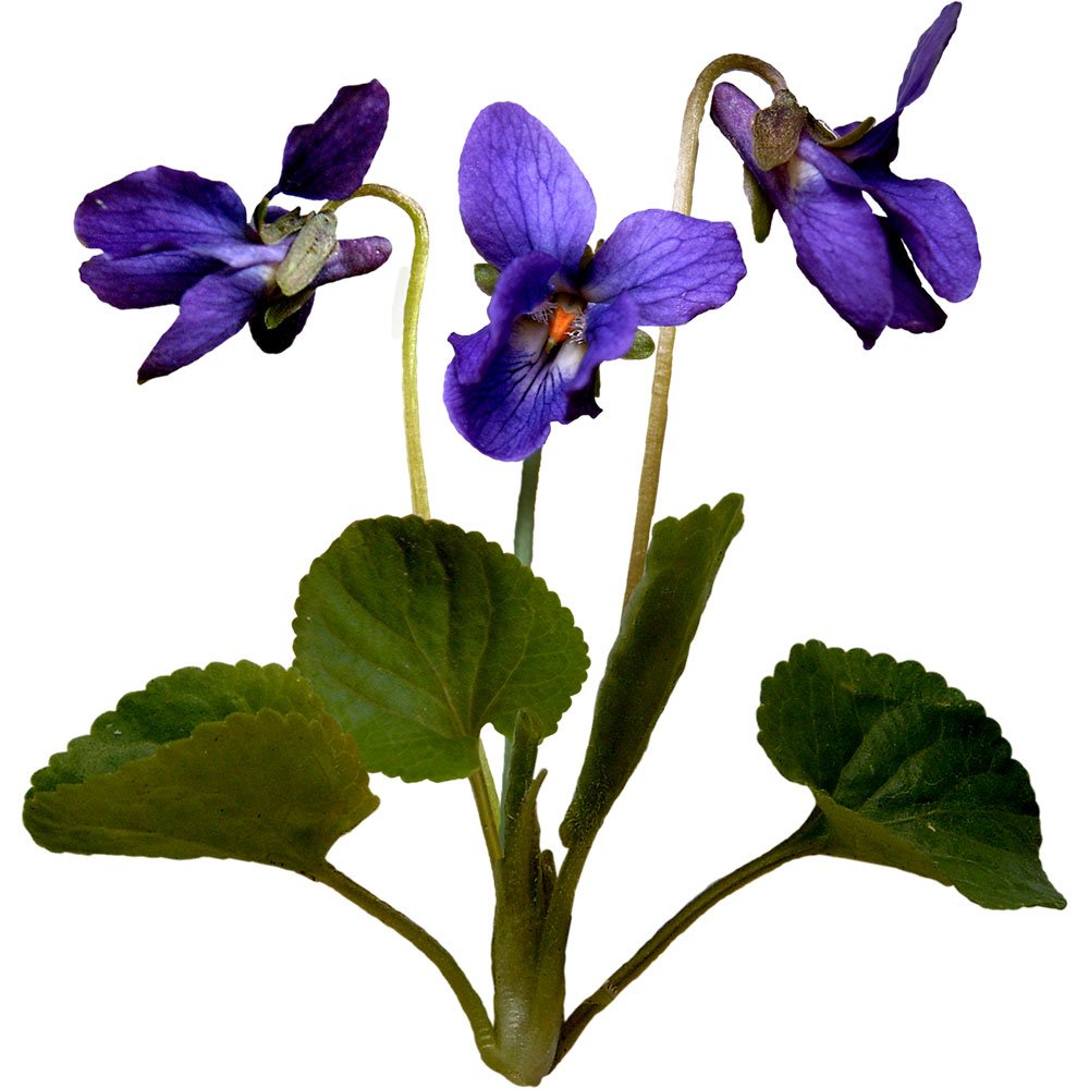 Первоцвет фиалка Полевая