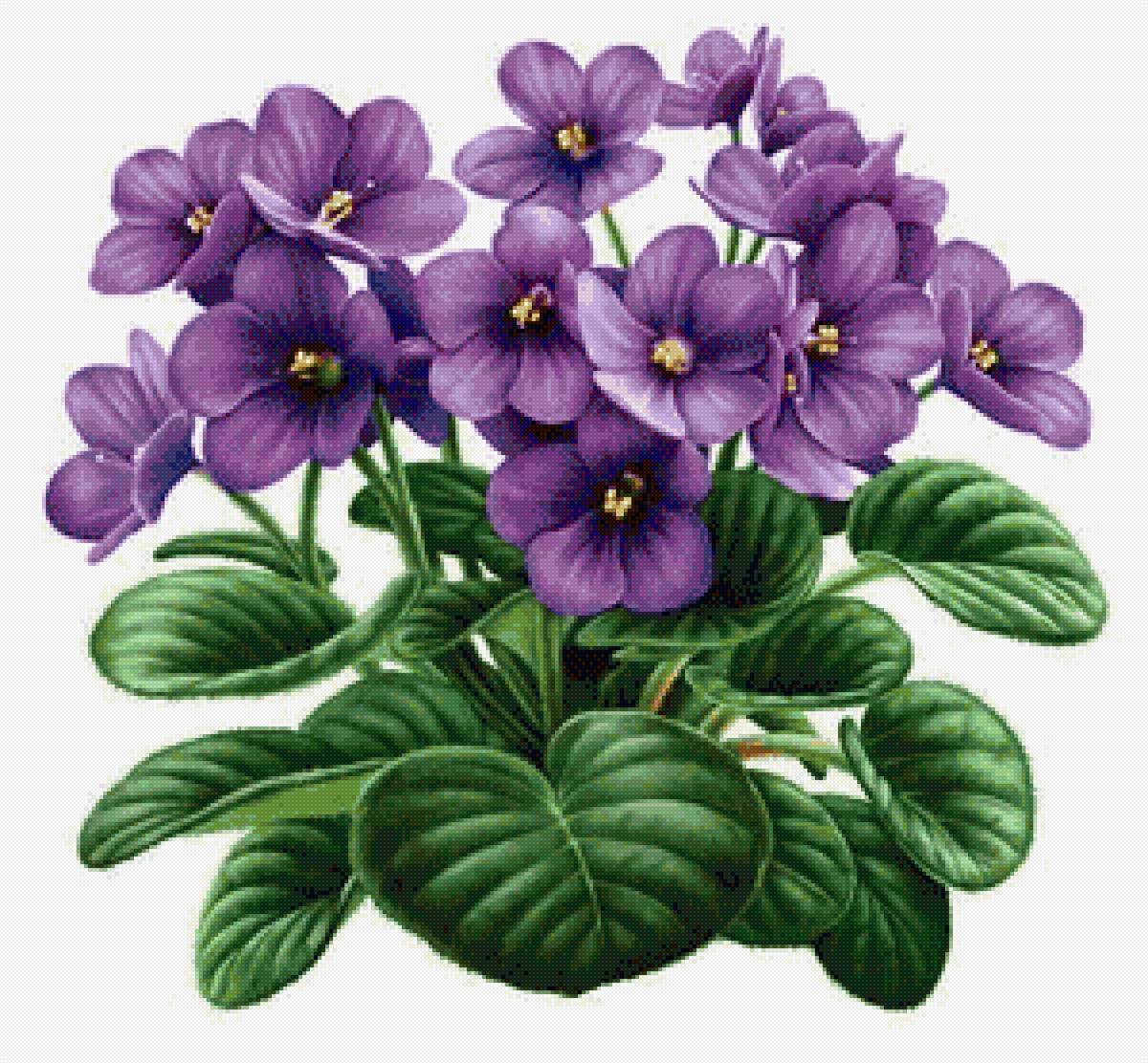 Фиалка узамбарская PNG