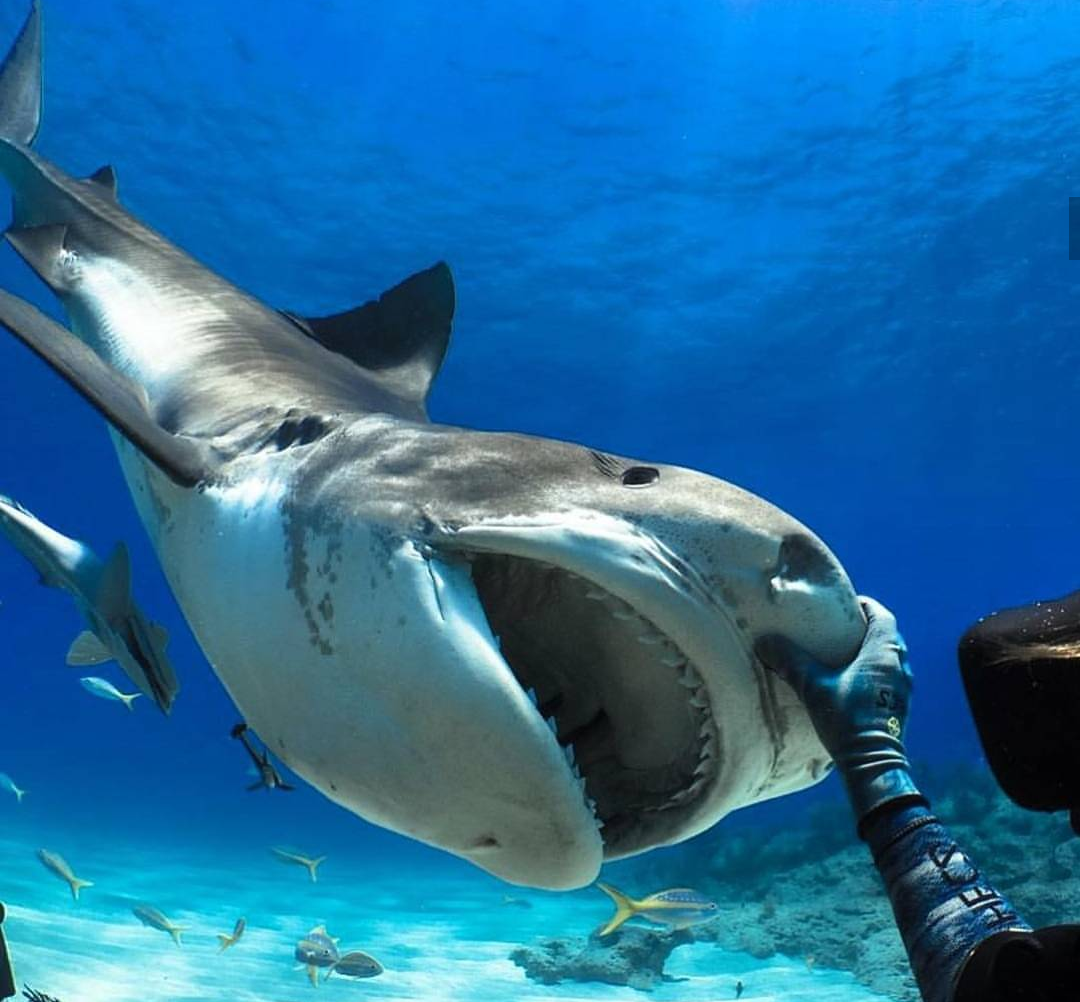 Смешная акула