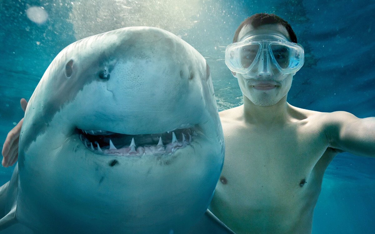 Смешные акулы картинки