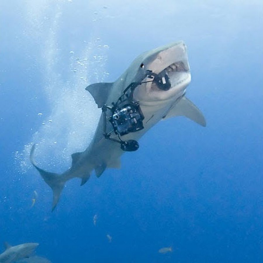 Акула прикол