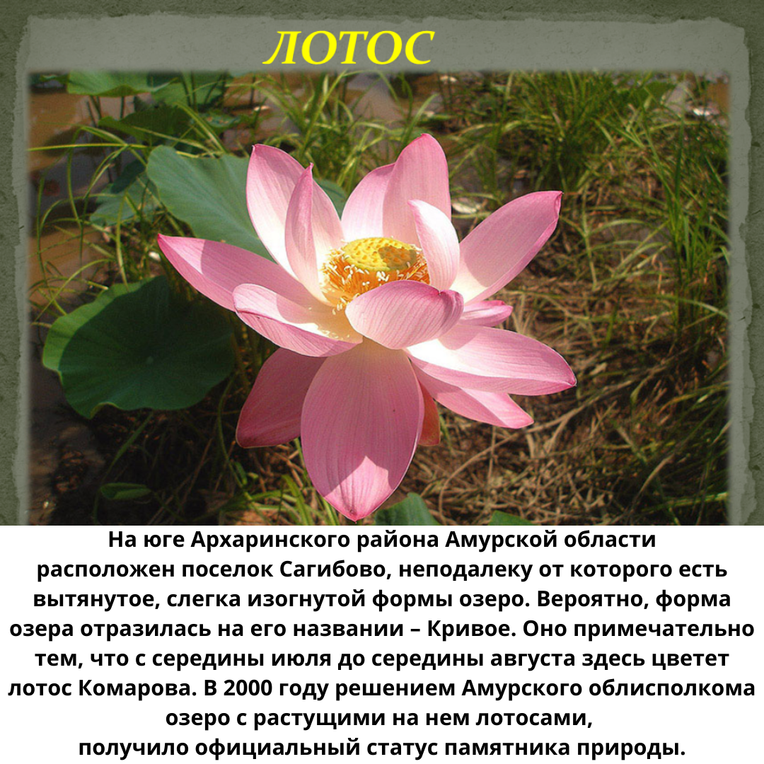 Лотос орехоносный красная книга Крыма