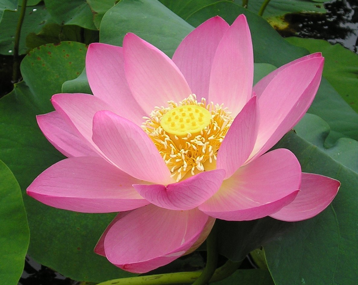 Лотос орехоносный Nelumbo nucifera