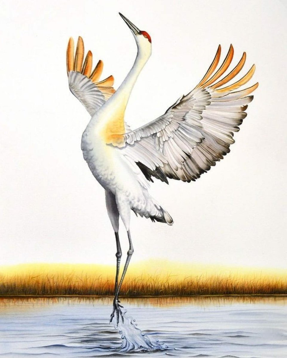 Красивый Аист