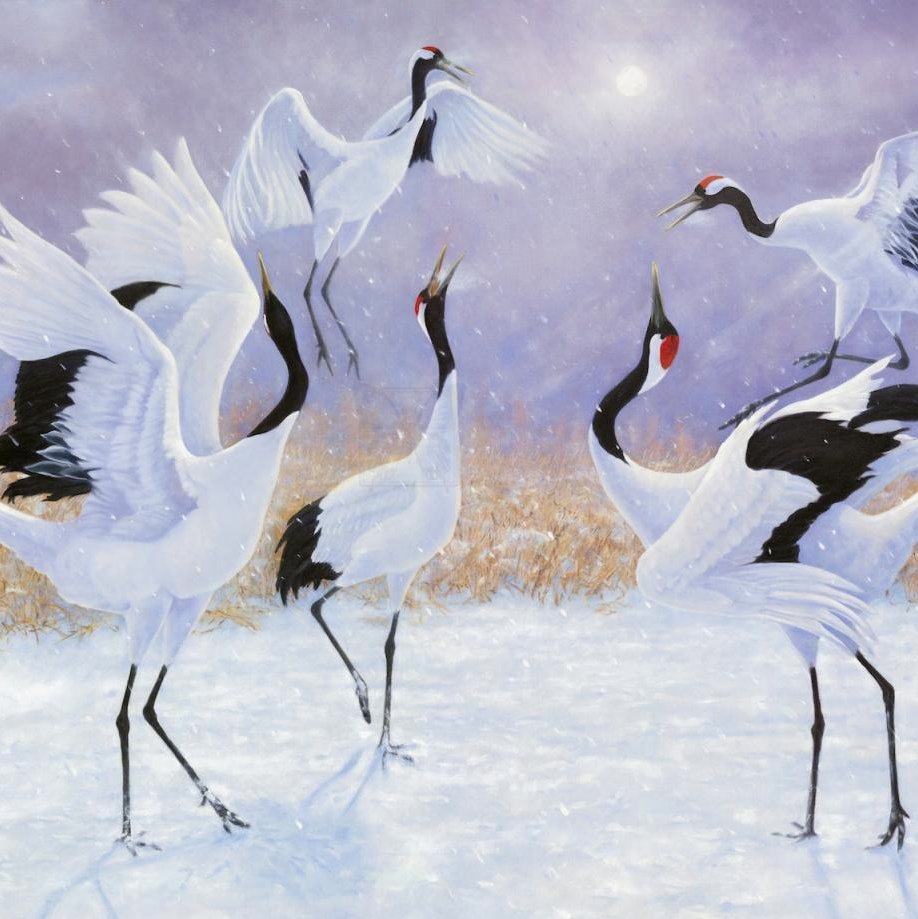 Танец Стерхов