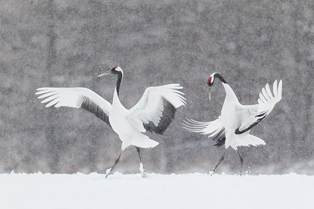 Танцующие Журавли