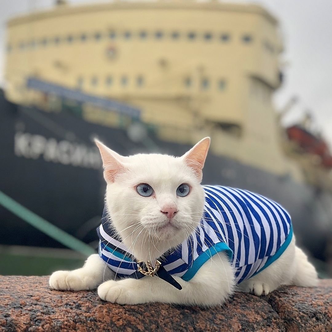 Питерский кот Ахилл