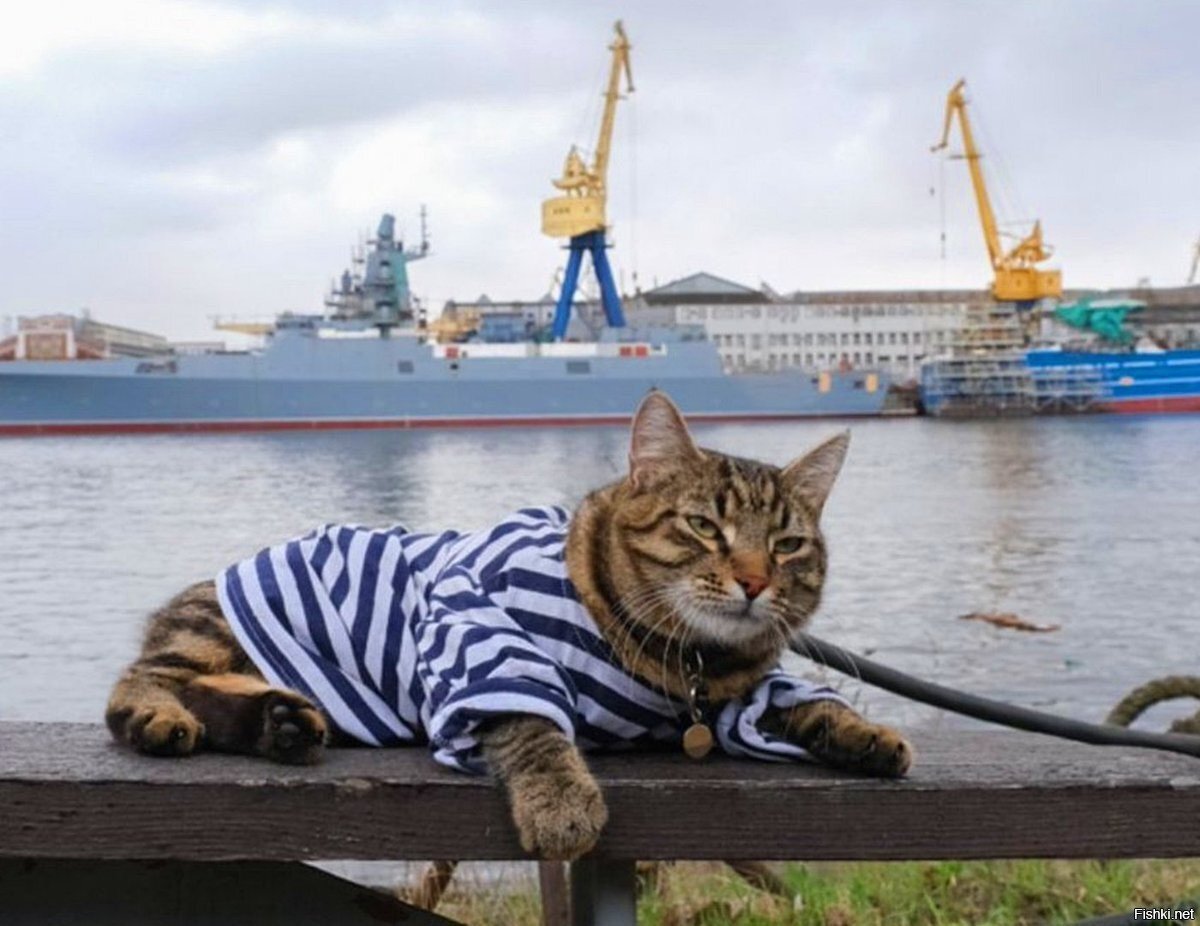 Кот матрос Сергей Иванович