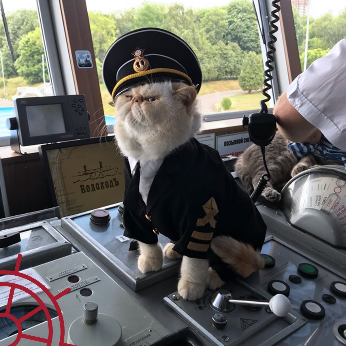 Кот на теплоходе Николай Чернышевский