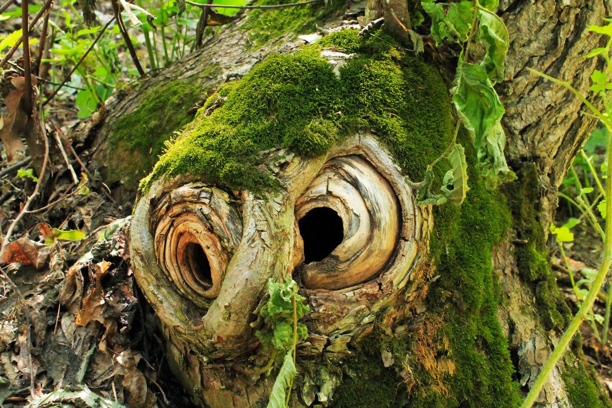 Удивительные причуды природы