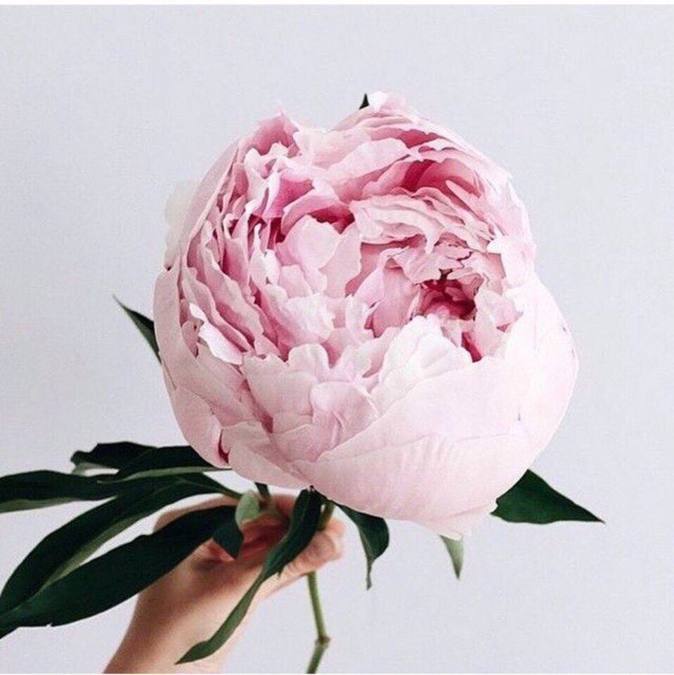 Пионы Пинтерест