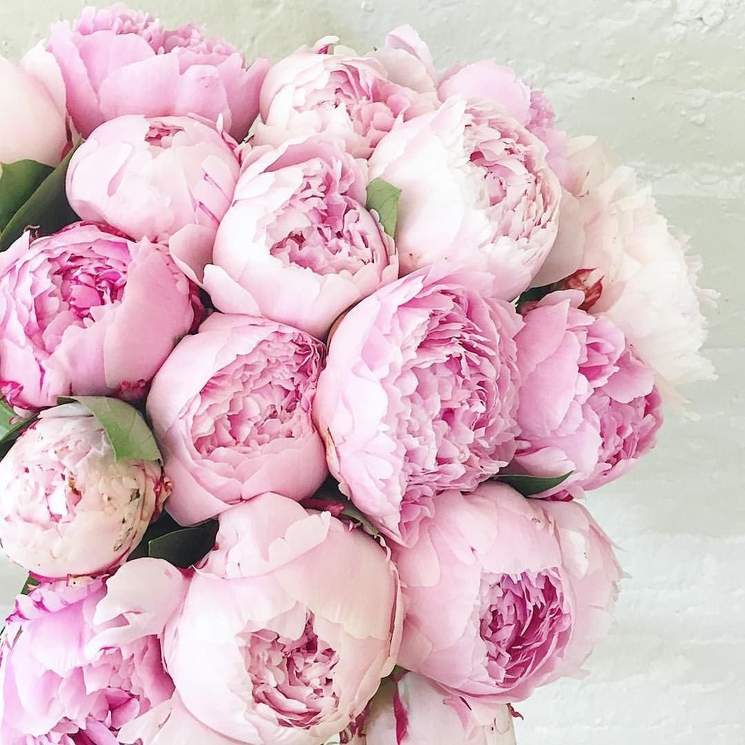 Пионы букет Пинтерест