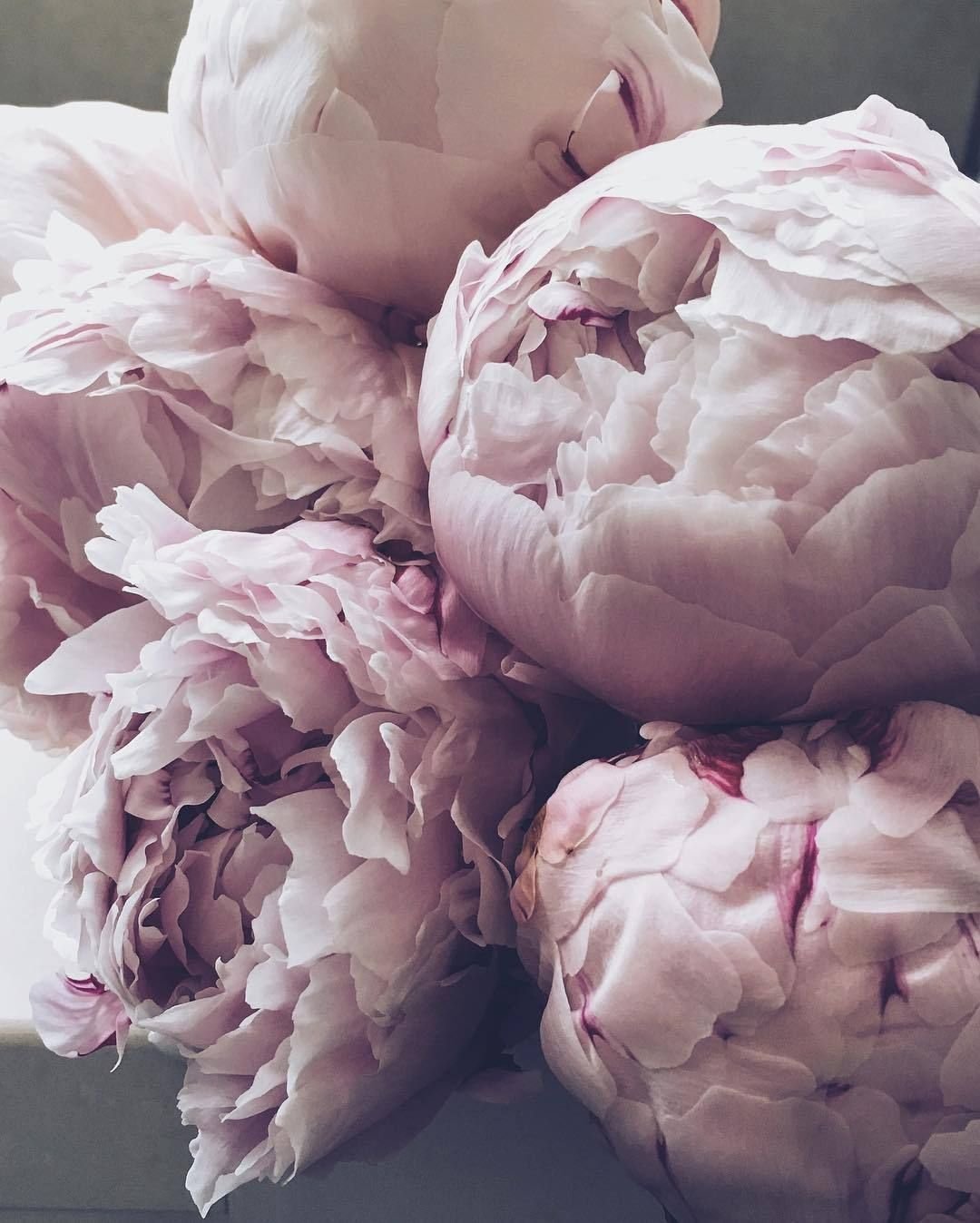 Пионы Эстетика Пинтерест