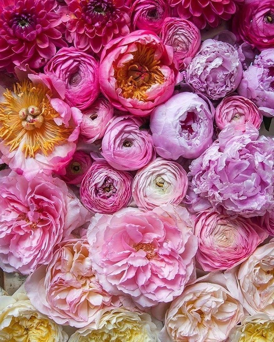 Пионы бежевые