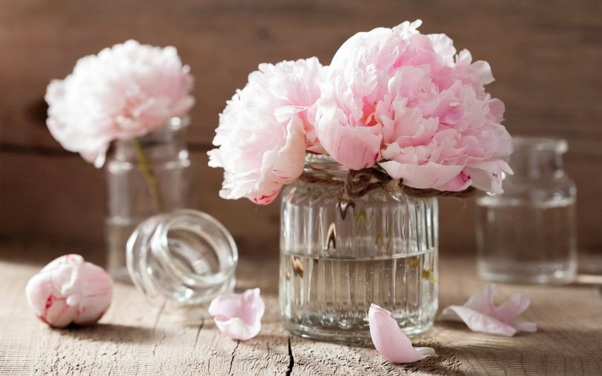 Пион нежно-розовый