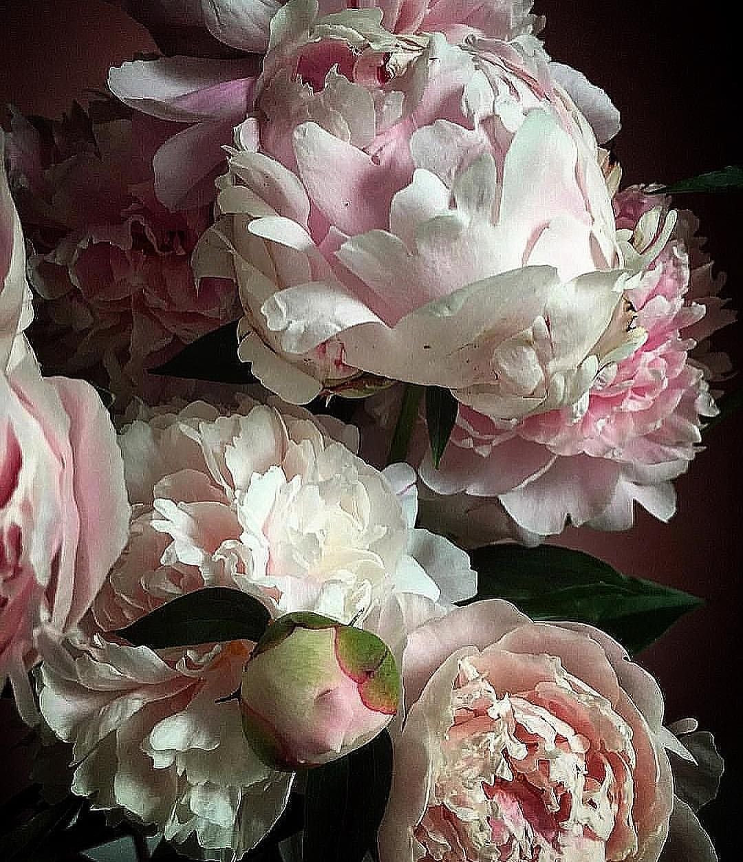 Пионы в ведре