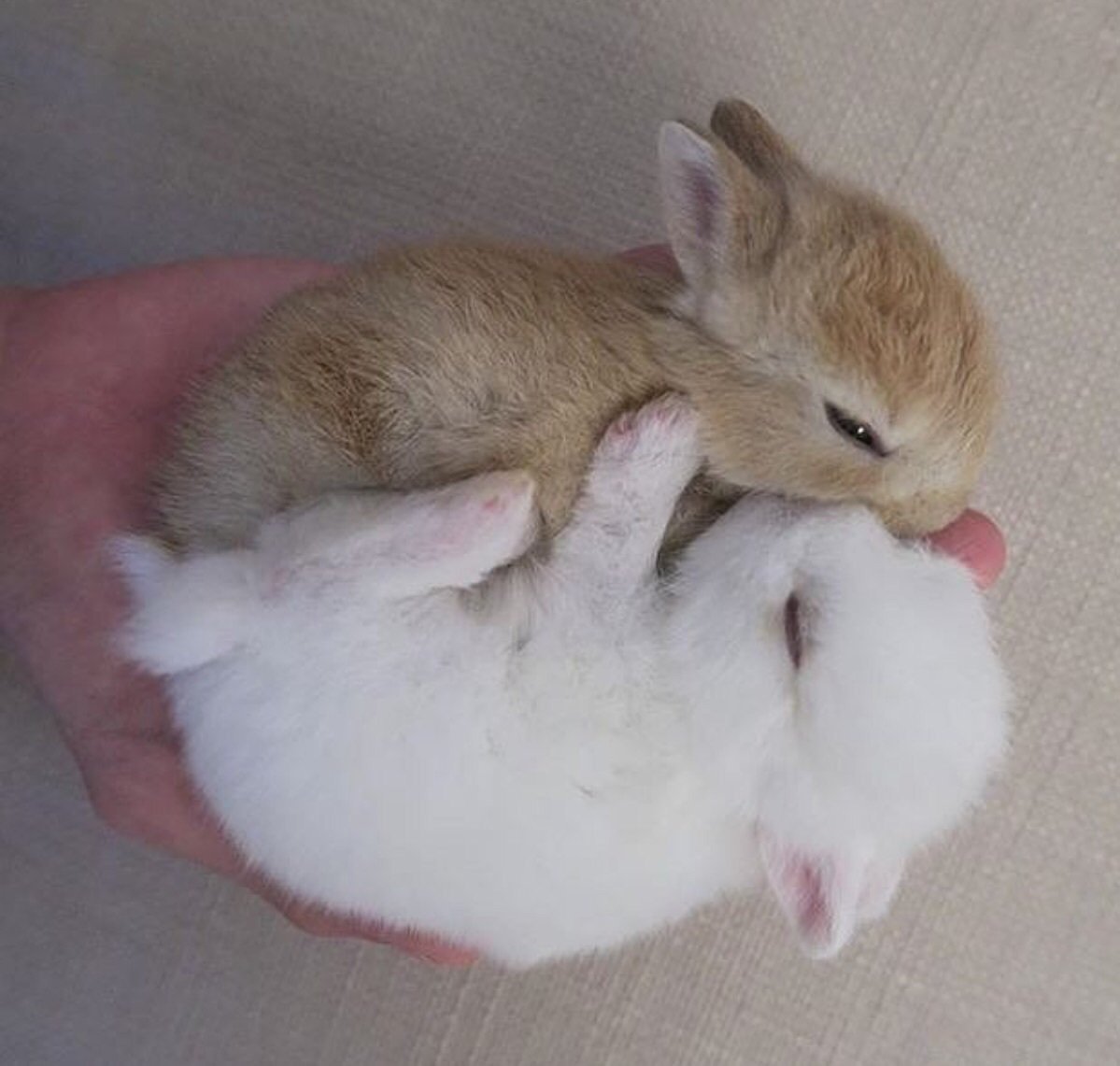 Иллюстрация кролик с сердечком