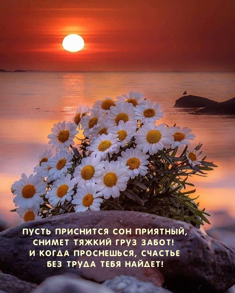 Добрый вечер ромашки