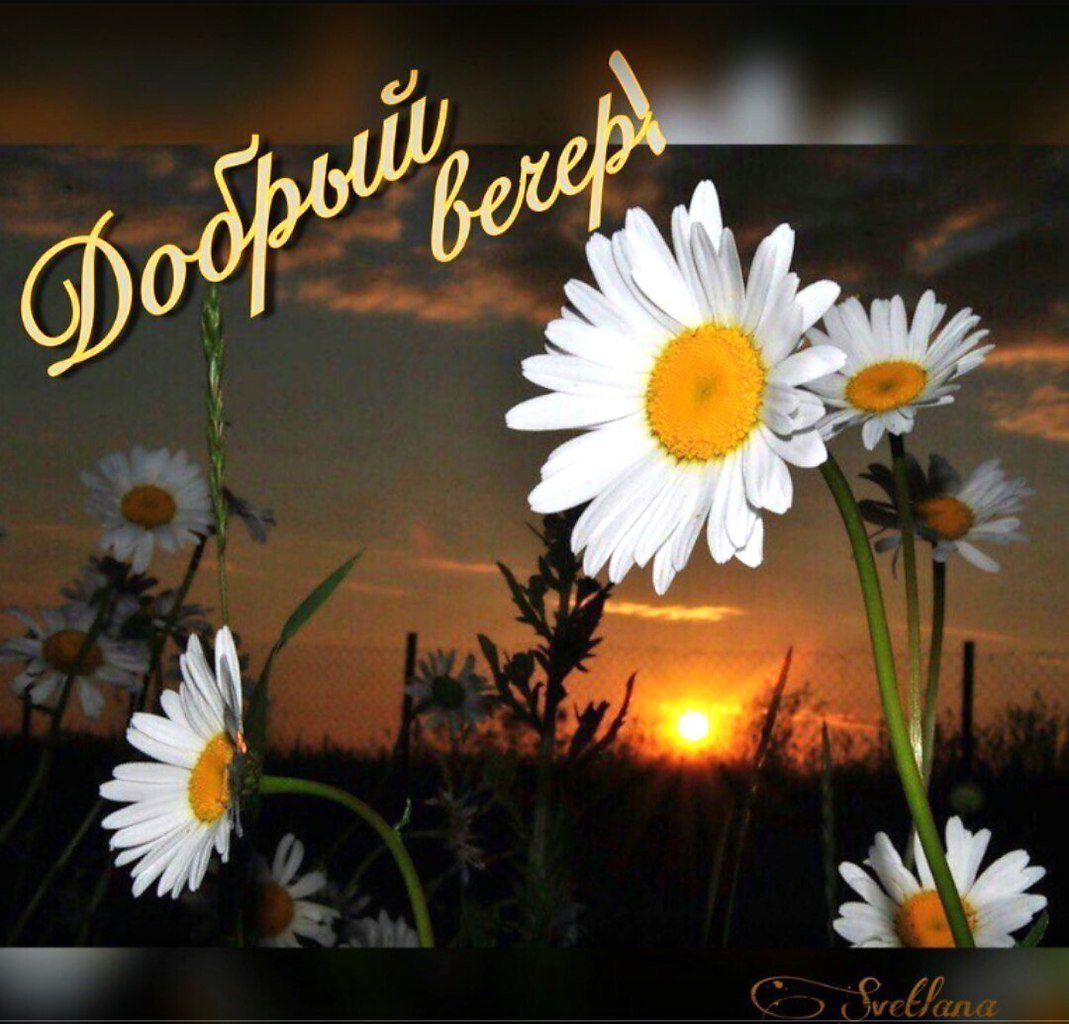 Ромашки на закате