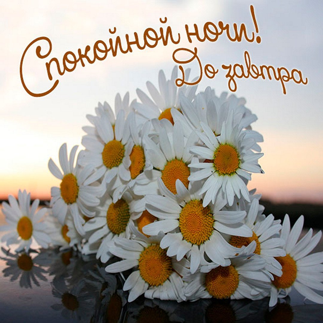 Открытки с ромашками доброй ночи