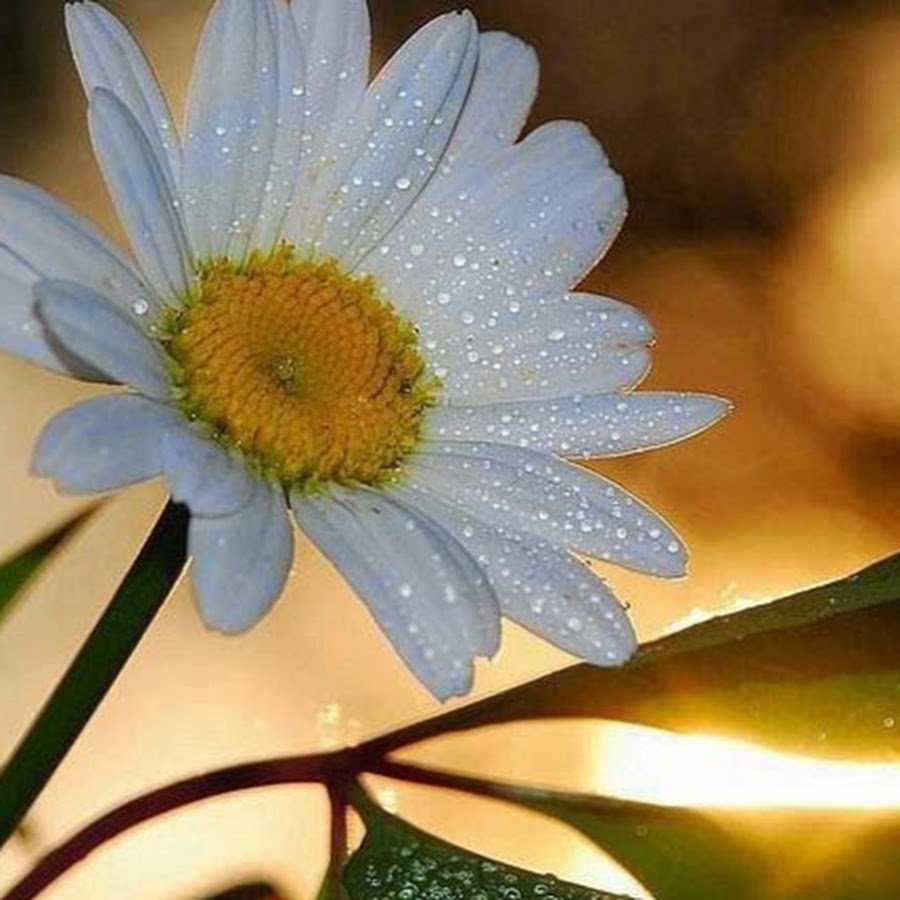 Открытки спасибо с ромашками